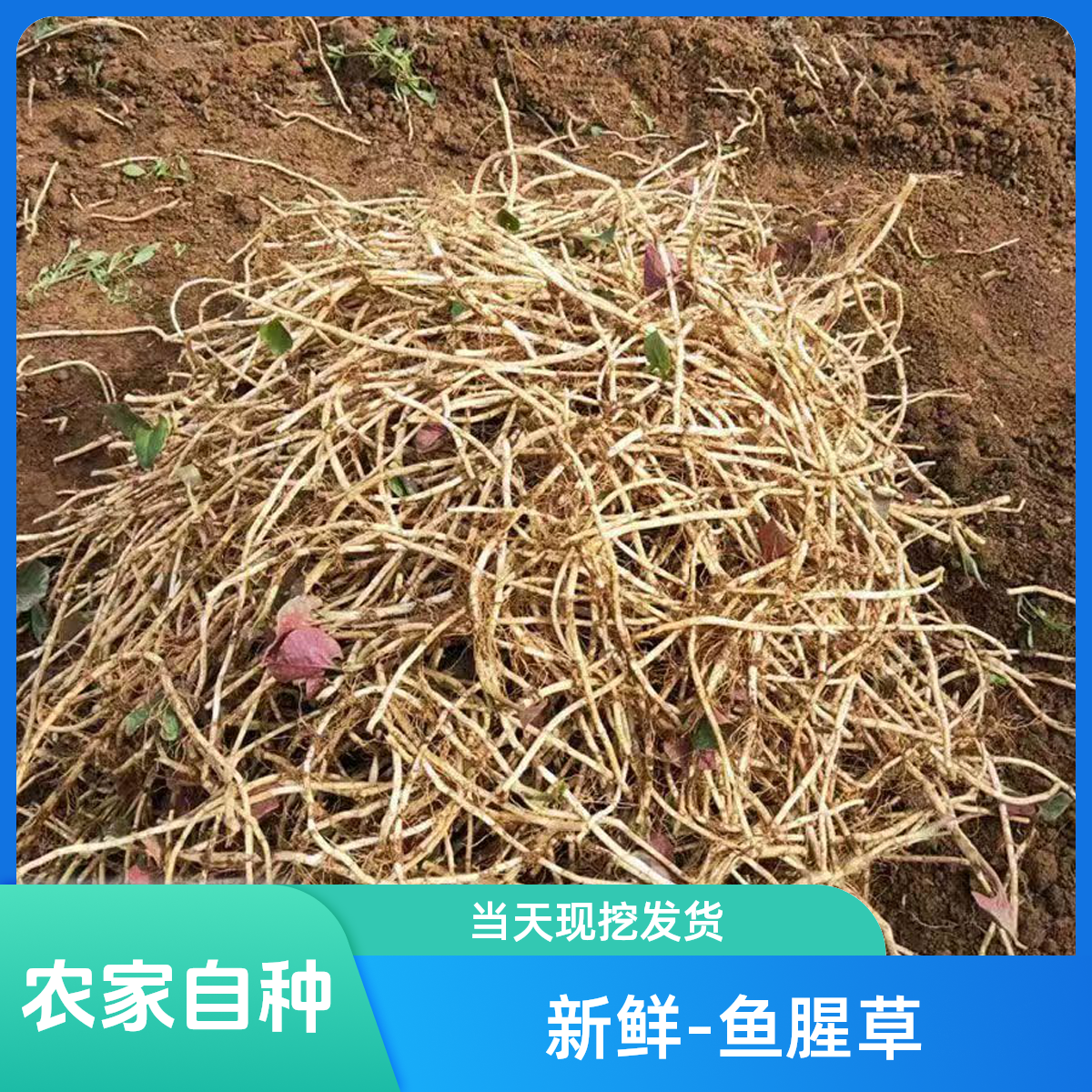 【拒绝水洗】农家现挖带泥鱼腥草折耳根新鲜发货节节根蔬菜湖北直发
