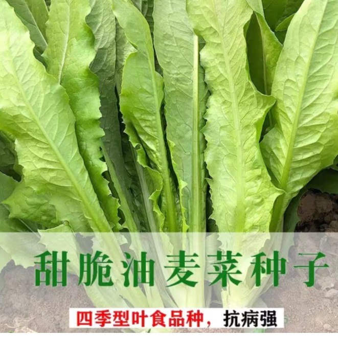 四季油麦菜种子清香甜脆易种蔬菜种子四季耐热农家阳台盆栽蔬菜籽