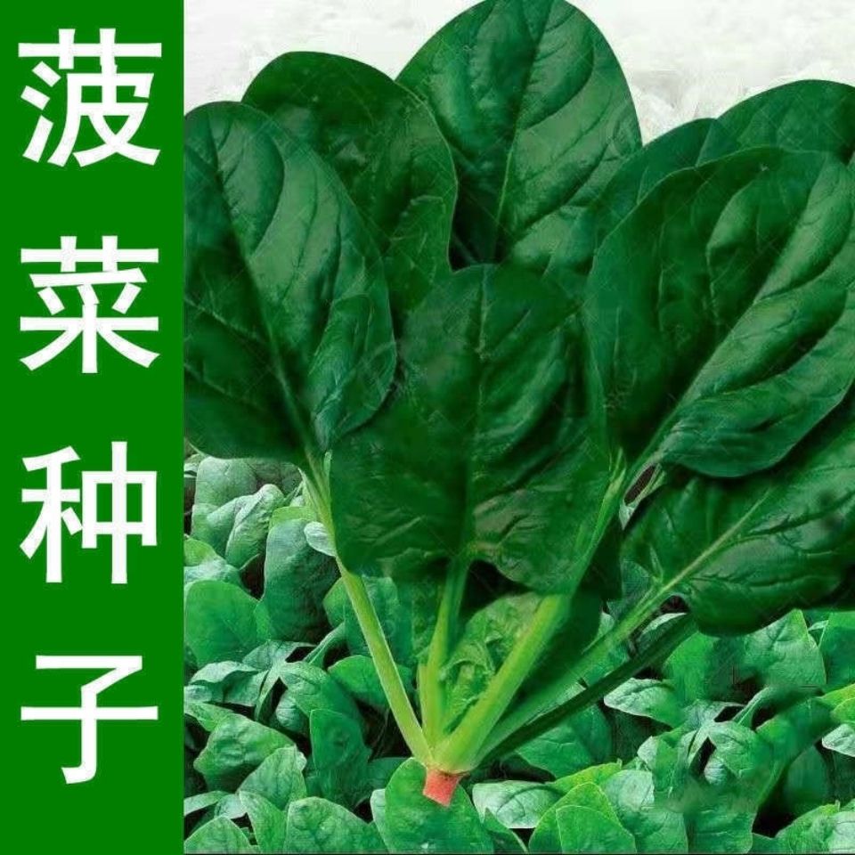 【不发芽包赔】四季易种耐热耐寒越冬蔬菜种子速生大叶菠菜种子