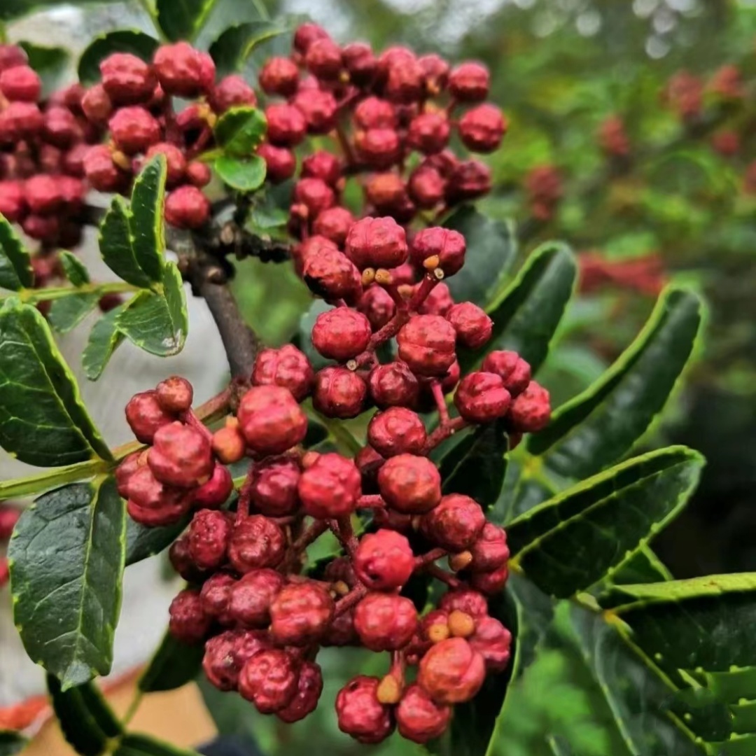 花椒树苗大红袍花椒苗四川食用麻椒苗盆栽地栽无刺花椒