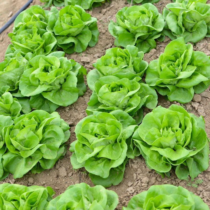 奶油生菜种子四季快菜沙拉小白菜阳台菜籽种盆栽蔬菜孑小青菜种籽