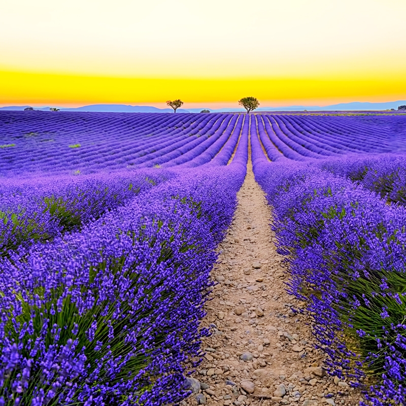 薰衣草种子四季阳台庭院盆栽花苗植物花籽多年生耐寒种活草花孑