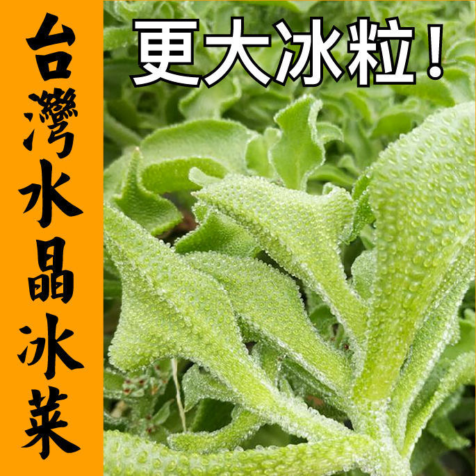 正宗台湾大叶水晶冰菜秧苗大苗更大冰粒水晶冰草种籽高钙有机蔬菜