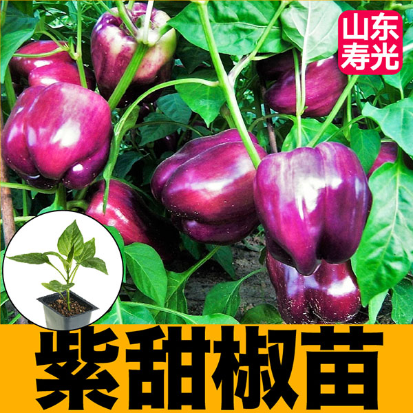 山东寿光大果紫甜椒苗秧带土五彩红黄绿紫方椒太空椒水果辣椒种子