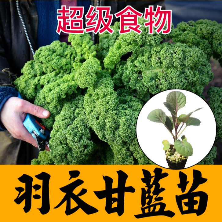 羽衣甘蓝苗秧带土食用种子紫绿白粉红羽衣种苗籽观赏盆栽四季耐寒