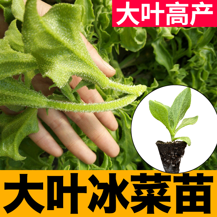 高产重复采收大叶冰菜苗秧带土高钙有机菜冰草种子籽四季阳台盆栽