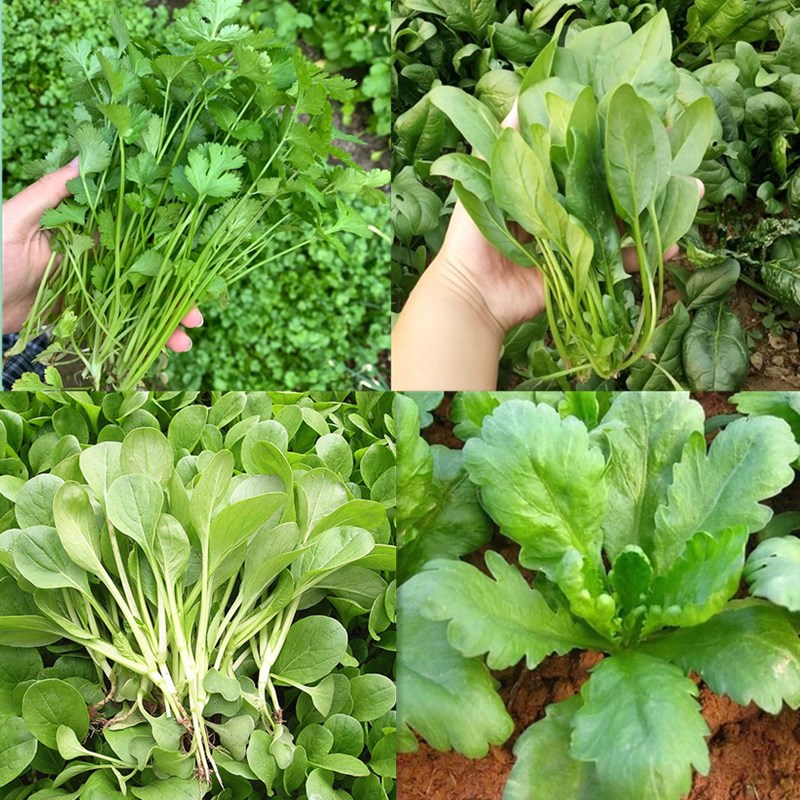 四季蔬菜种子香菜菠菜鸡毛菜茼蒿阳台盆栽白菜家庭种植蔬菜籽大全