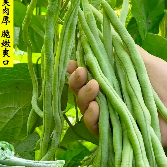 无筋架豆王种子四季豆角籽青芸豆籽春秋季四季豆角盆栽蔬菜种孑籽