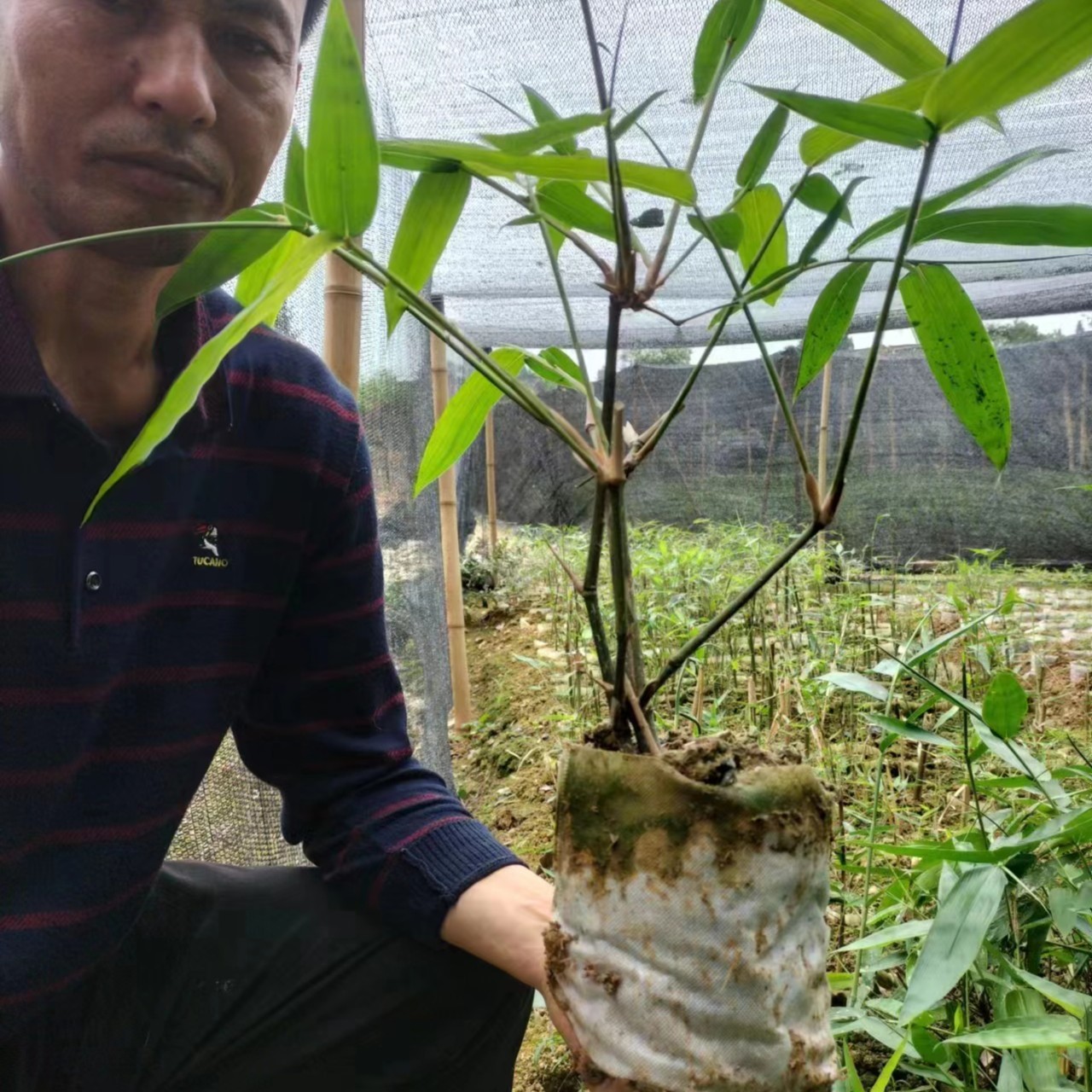 麻竹杯苗带土球绿化造林采笋绿植植物庭院室外