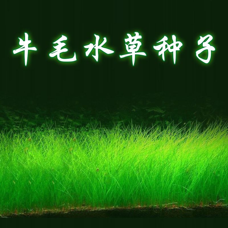 水族鱼缸造景水草种子活体淡水植物牛毛草草籽真草