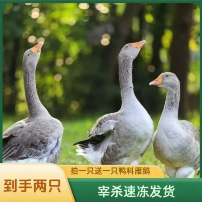 顺丰包邮买一送一大雁鹅2只毛重12斤带翅膀带腿除舌头珍宰杀8-9斤