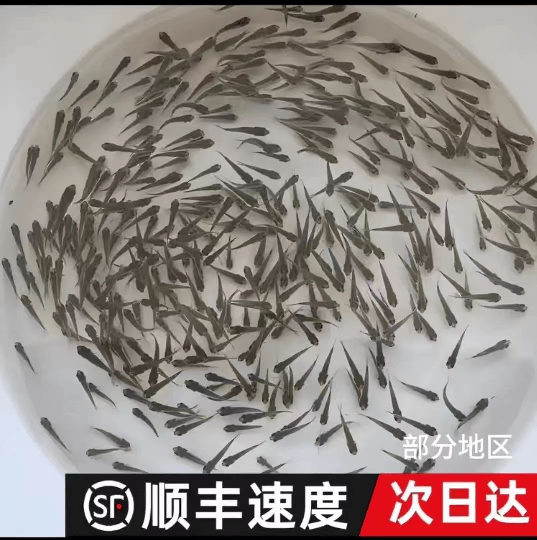 乌龟吃的小鱼苗喂乌龟饲料鱼活鱼食蚊鱼麦穗鱼龙鱼斗鱼宠物饲料