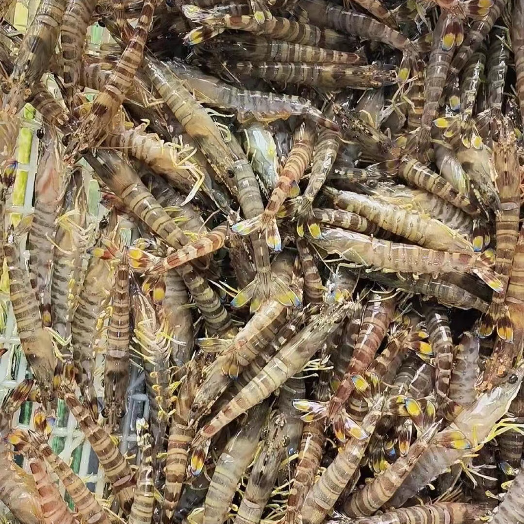 【大琳】青岛本地斑节虾竹节虾 2斤 新鲜急冻发货