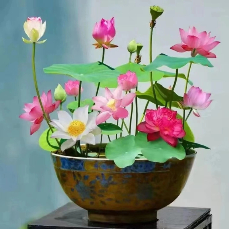 【今年新种】新水培莲子开口盆栽莲花水养植物盆栽四季开花种籽