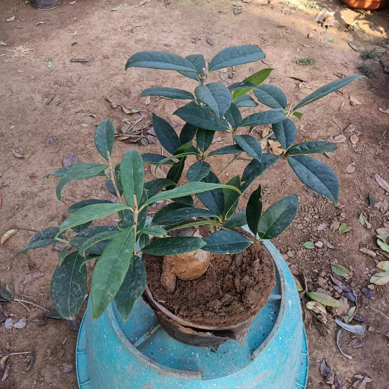 【瀚霖绿植】嫁接桂花福利专场   （脱盆邮寄）