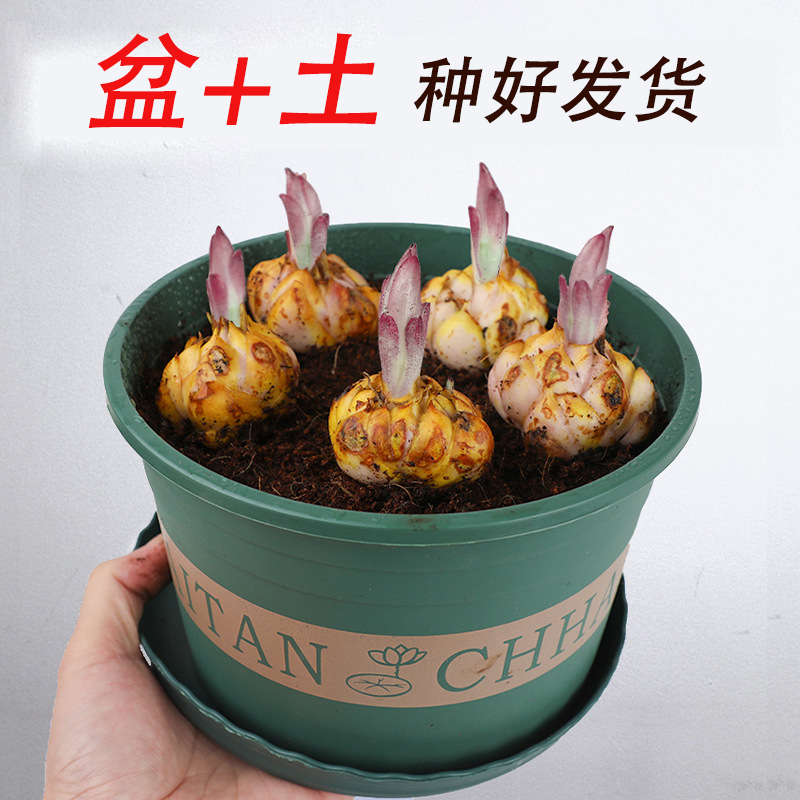 新疆西藏包邮】带盆带土 百合种球 种好发货