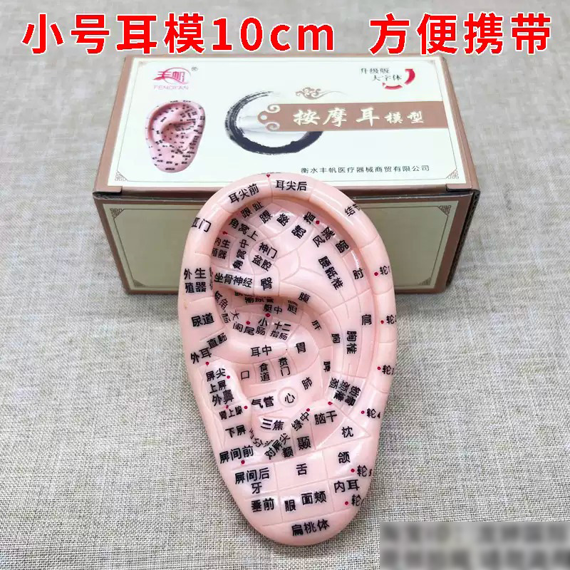 10cm反射区耳模耳穴模型耳朵穴位模型耳部按摩区域模具小号便携款