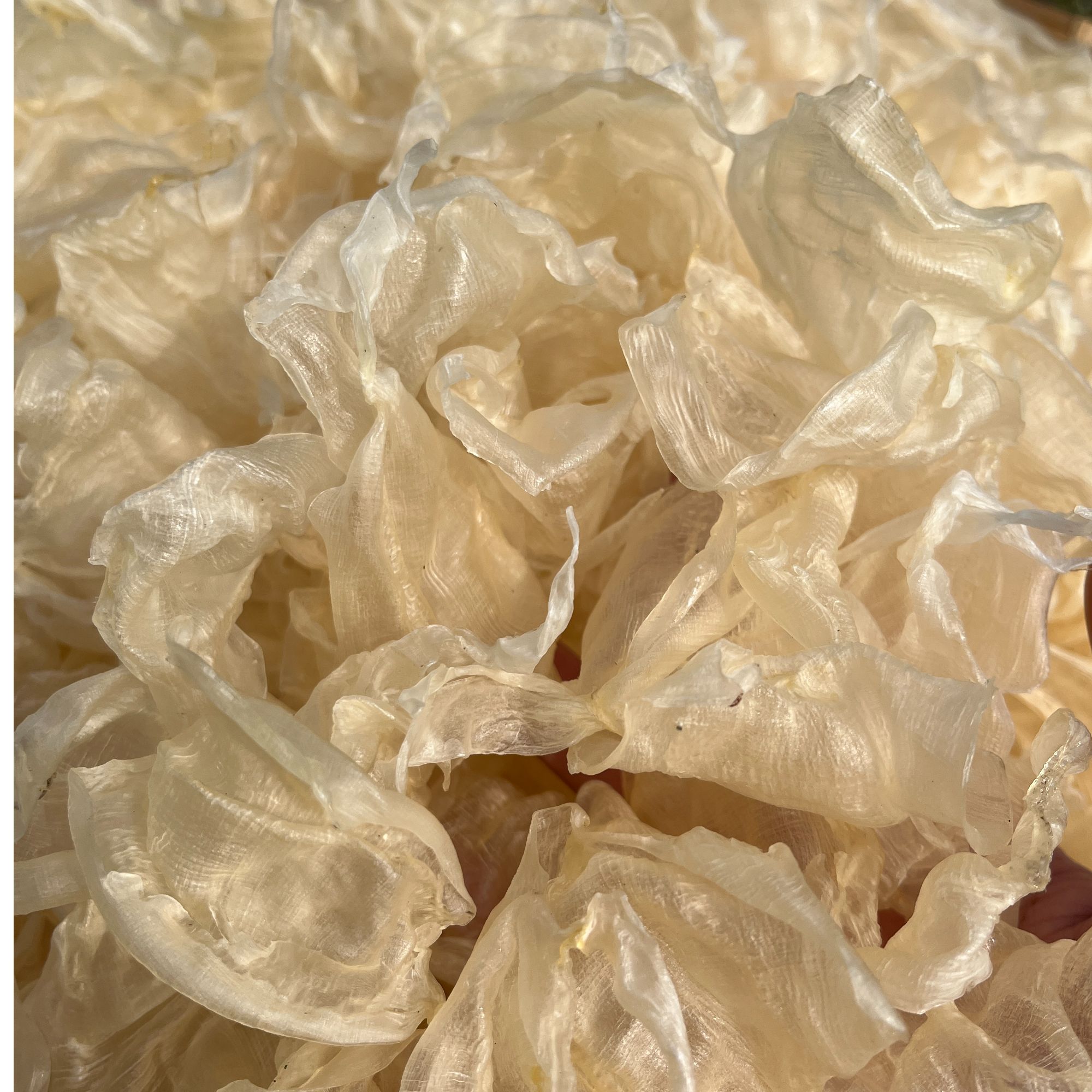 野生白花胶炖汤炖牛奶 本港渔民自晒白花胶