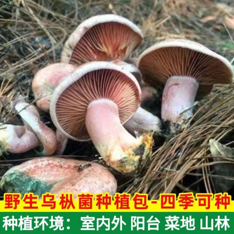 松菌菌种乌枞菌菌种鹅绒菌菌种青头菌菌种黄枞菌菌种人工种植菌包