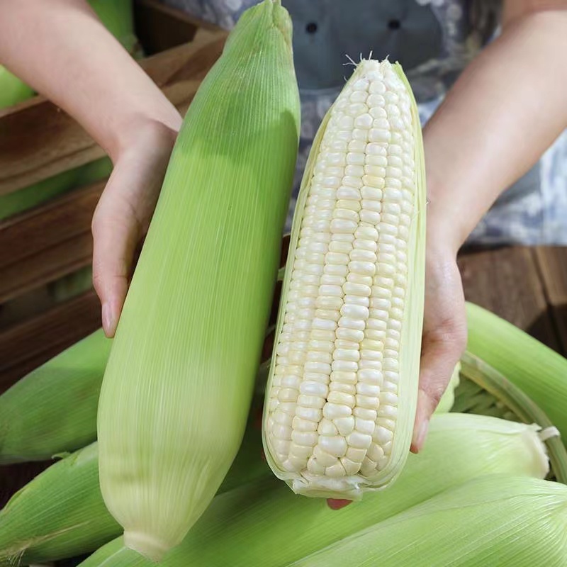新鲜白糯玉米嫩黏软糯香甜现摘现发嫩牛奶玉米当季甜玉米农家自种
