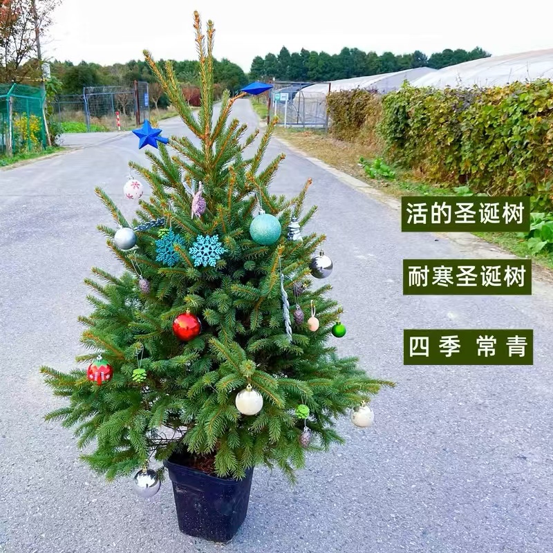 圣诞树真树云杉真的活的挪威云杉大型室内杉盆栽圣诞节花卉绿植