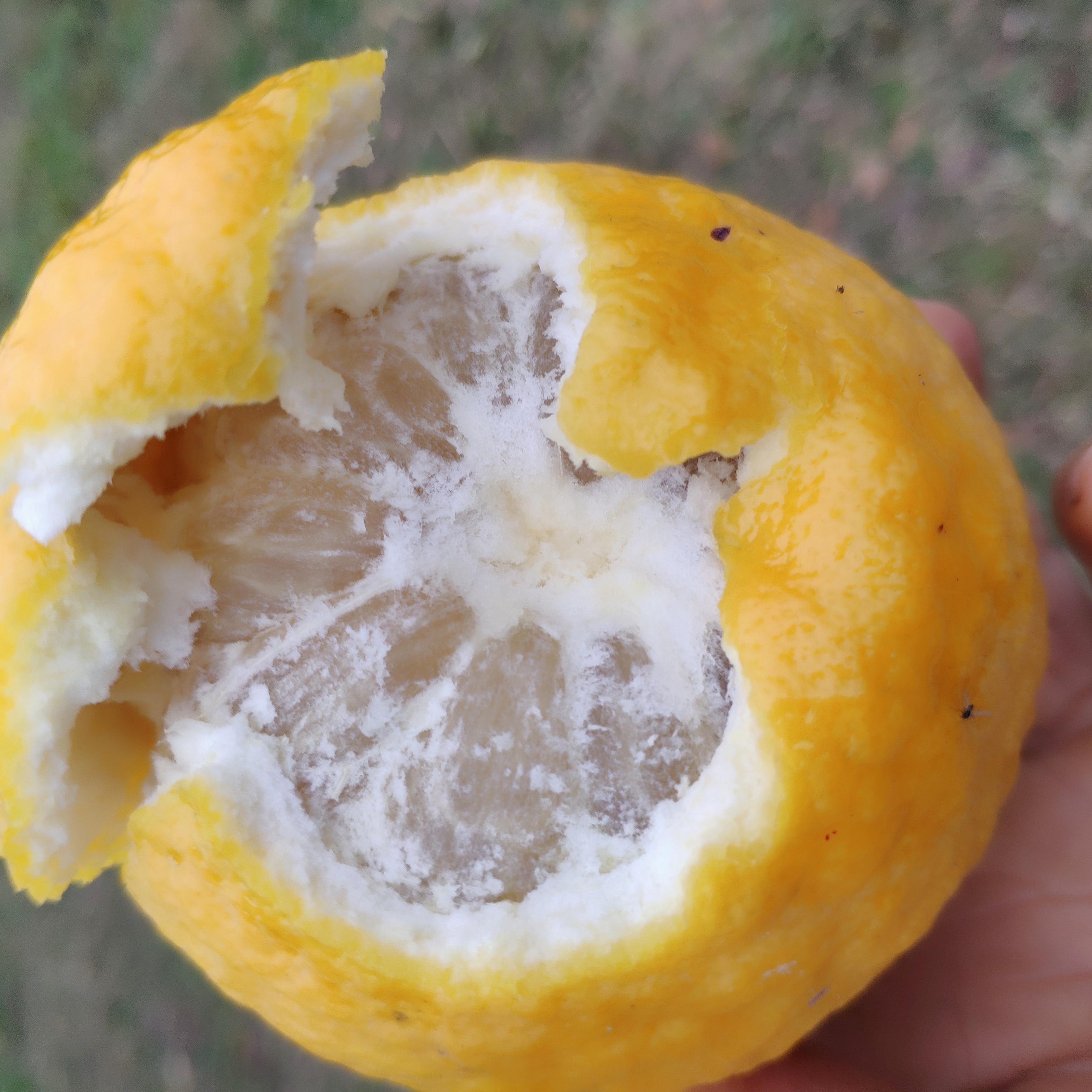 湖北泡柑酸柑子5斤包邮