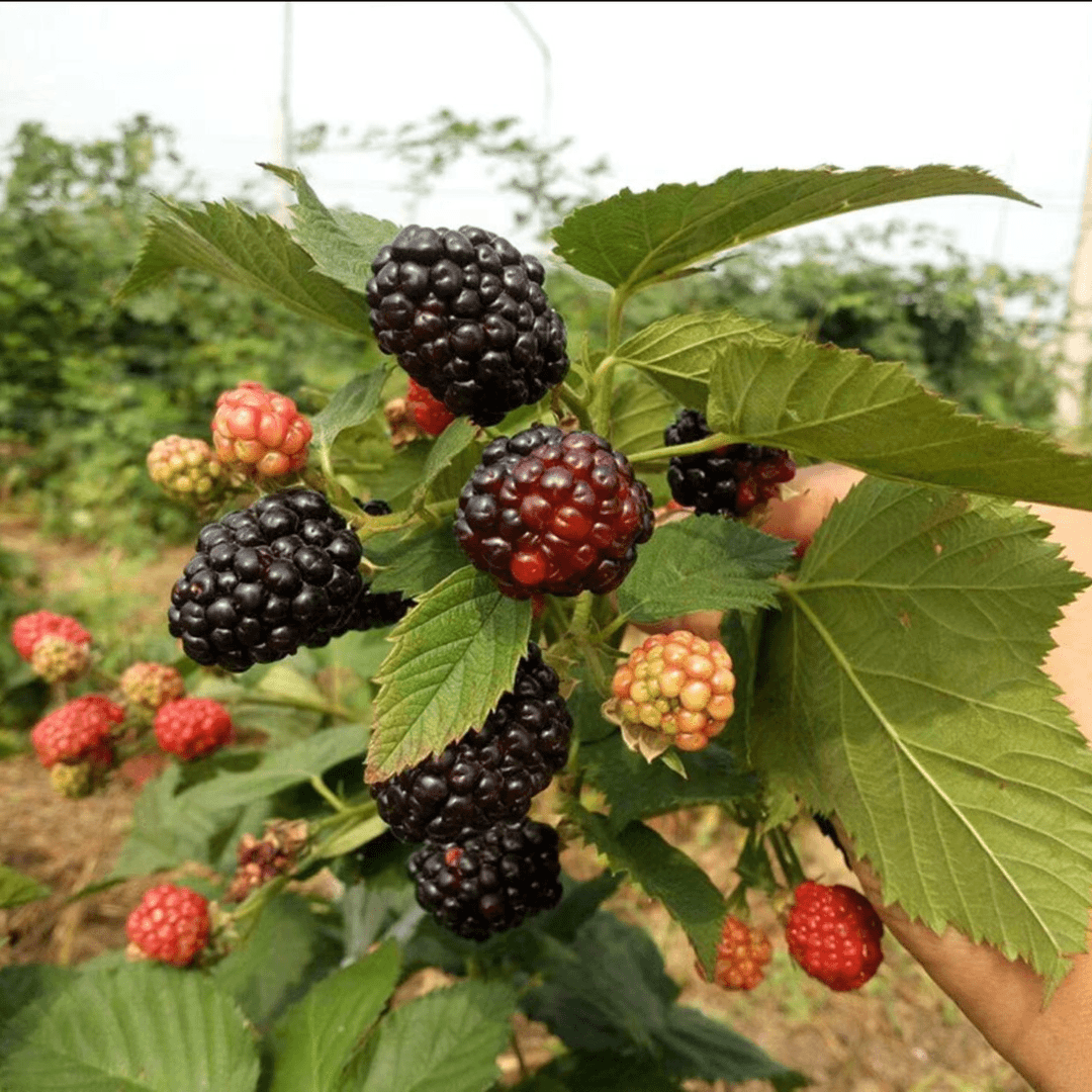 树莓种子家庭阳台盆栽地栽四季种植