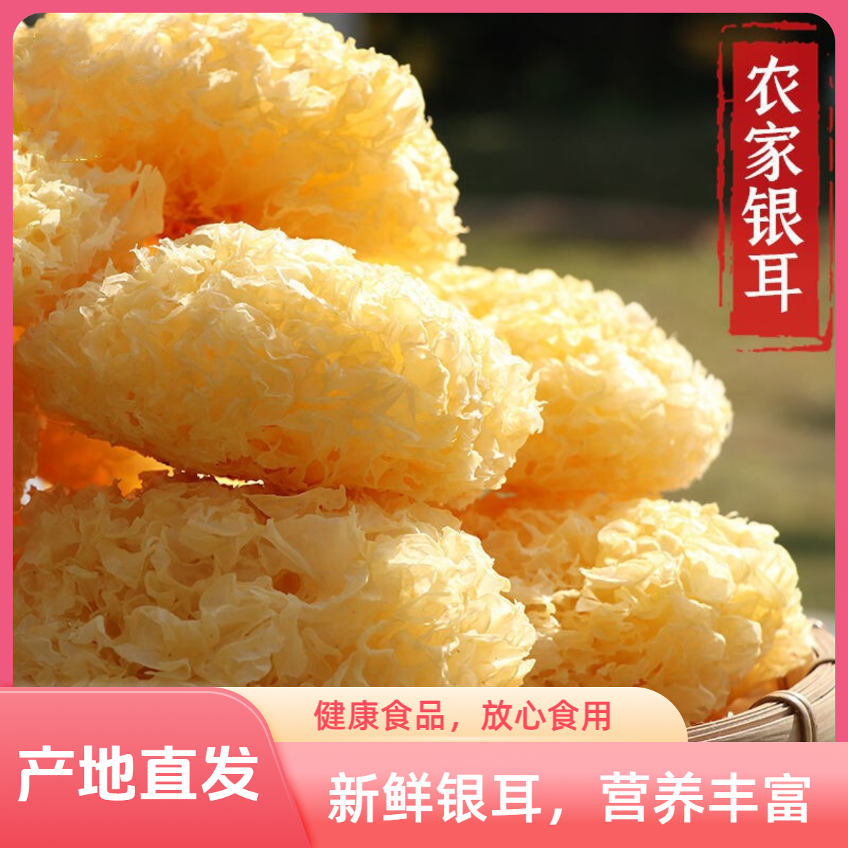 【无熏硫新货净重一斤装】古田好银耳干货特产大花银耳大朵雪耳煮汤