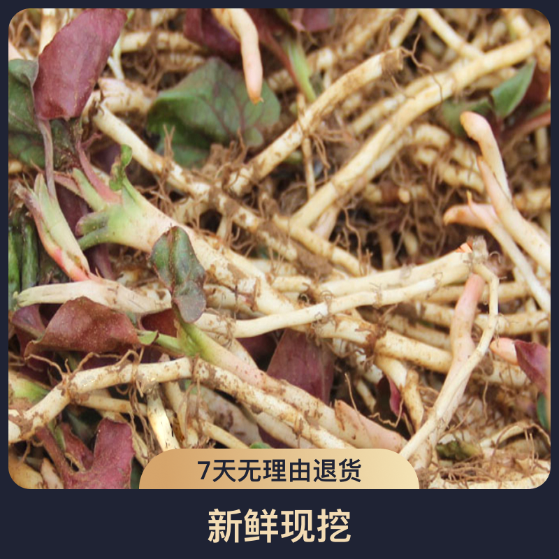 1-5斤贵州折耳根新鲜现挖鱼腥草凉拌菜农家挑选美味菜品特产生长