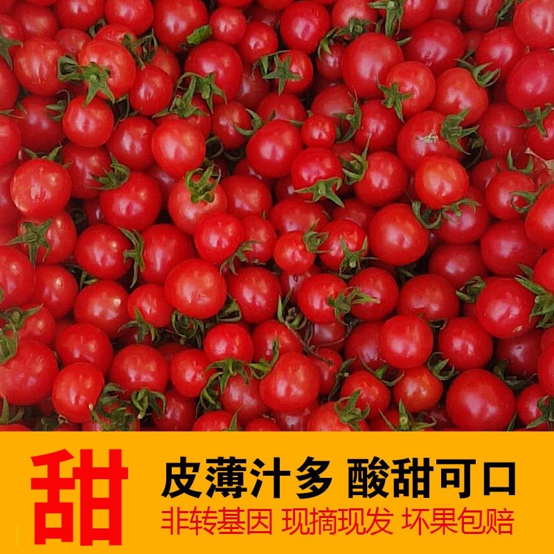 正宗农家现摘圣女果新鲜水果千禧6号小番茄小西红柿1-5斤包邮沙瓤
