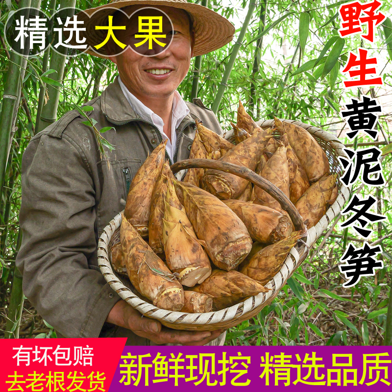 农家现挖野生新鲜黄泥冬笋1-5斤当季临安蔬菜大毛竹笋尖嫩春笋子
