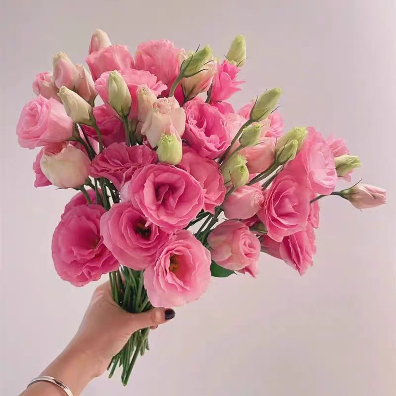 粉色洋桔梗-云舍鲜花卉鲜切花材600克云南昆明现采现发顺丰包邮