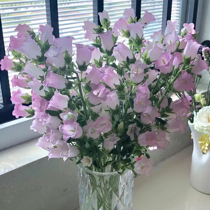 云舍鲜花【蓝色风铃花】斗南云舍花卉鲜切花材漂亮基地直发顺丰包邮