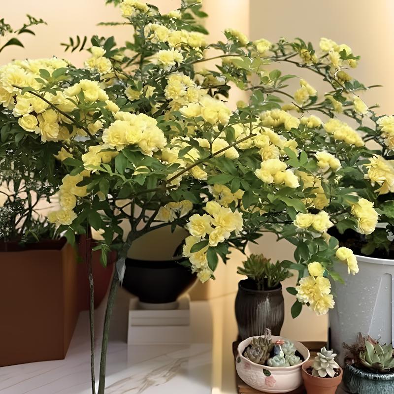 黄木香花苗爬藤植物庭院四季开花浓香木香花盆栽重瓣红白木香树苗