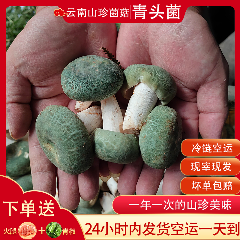 青头菌新鲜野生食用菌蘑菇美味食材精品现货菌子山珍产品250g