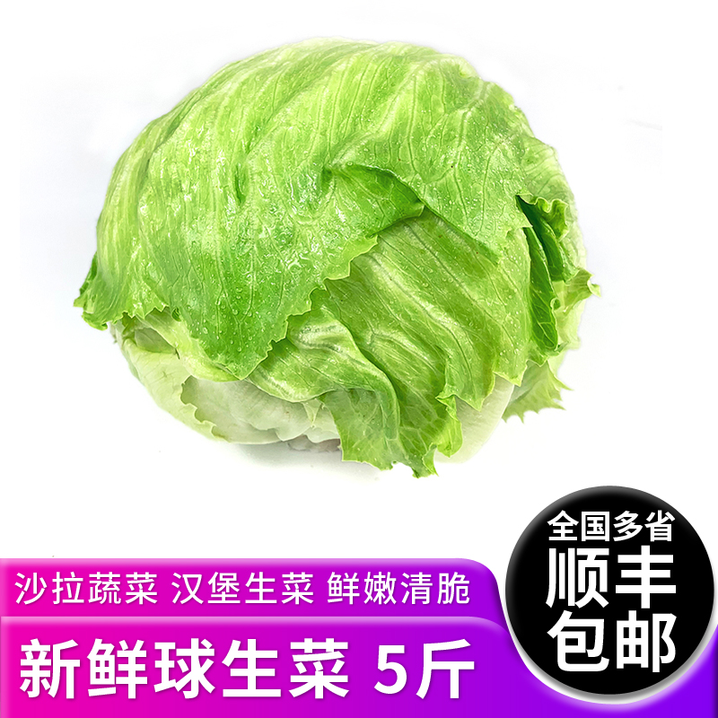 新鲜球生菜5斤 汉堡火锅用圆生菜西生菜 新鲜轻食沙拉菜