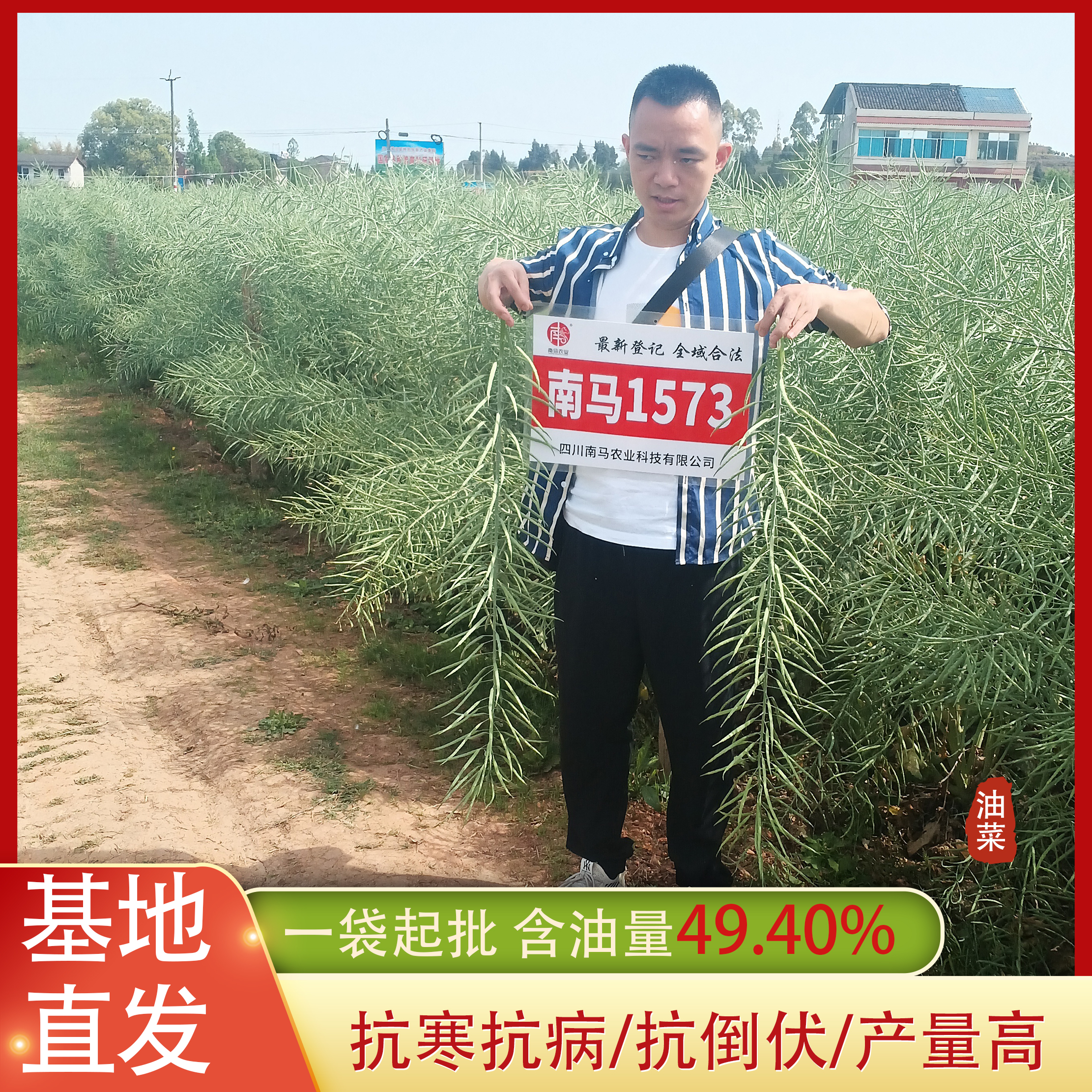 南马1573油菜种子杂交型秋季种植矮杆抗倒伏出油优质黑油菜籽种子