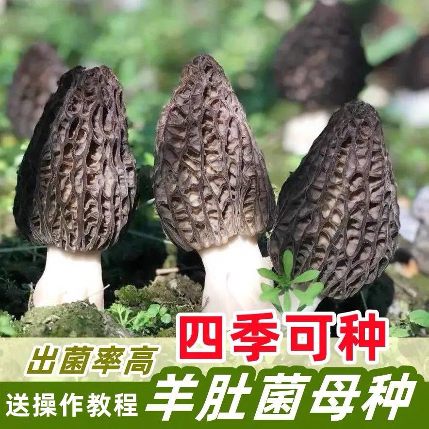 野生羊肚菌特级优质菌菌种菌包菌种家种室内阳台庭院户外四季可种