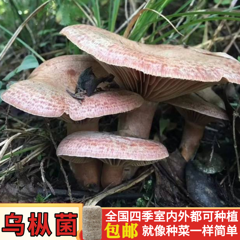 人工乌枞菌新鲜菌种家种包青碟菌松树菌黄碟菌松菌菇平菇四季培植