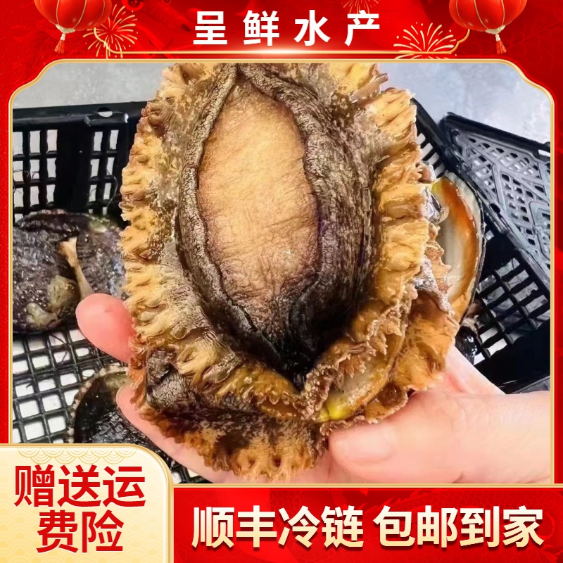 东山岛生态养殖鲍鱼 深海慢养黄金鲍鱼 新鲜活冻