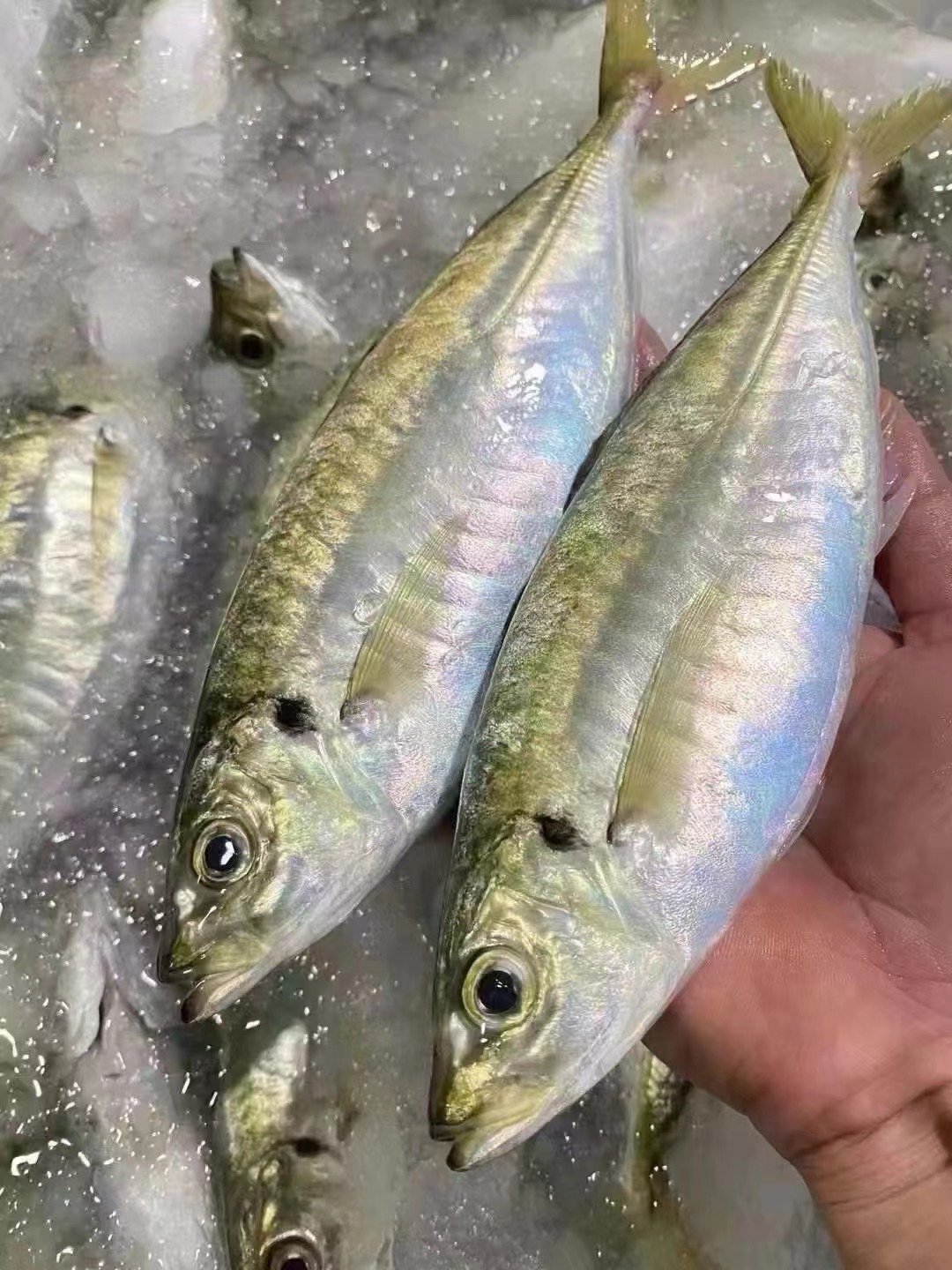 东山岛生态养殖巴浪鱼  竹夹鱼 蓝圆鲹 土豪巴浪鱼 品质 3斤装