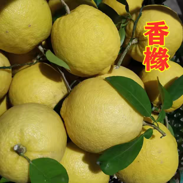 香橼果江苏新鲜香橼果[活动款]香园枸橼清供果供佛果非佛手果
