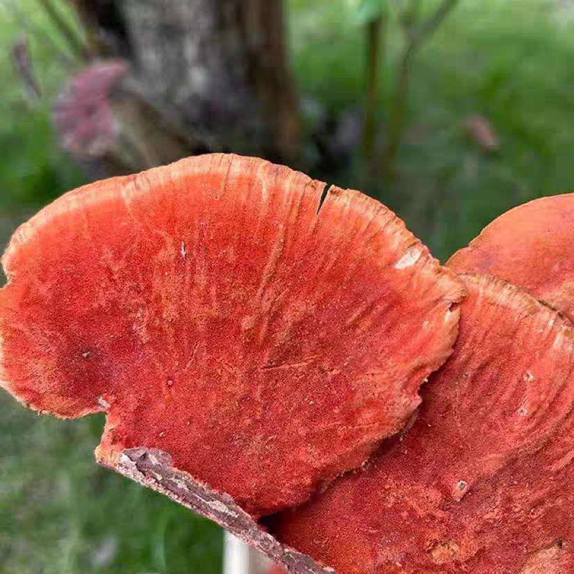 原生态(红栓菌 牛樟芝 朱砂菌 ) 干货100克250克500克