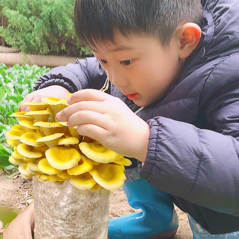 榆黄蘑蘑菇种植菌包阳台种蘑菇菌种菌棒菌菇种家庭室内养种食用菌