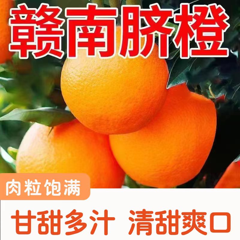 新鲜赣南脐橙当季采摘脐橙味充足伦晚现摘皮薄新鲜天然多汁橙子