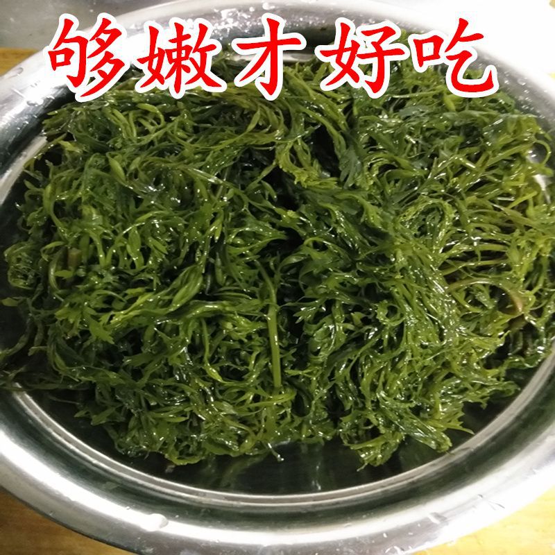 划算5斤/箱新鲜盐渍马尾藻龙须菜海藻长寿菜鞭炮笋凉拌鲜嫩海藻菜