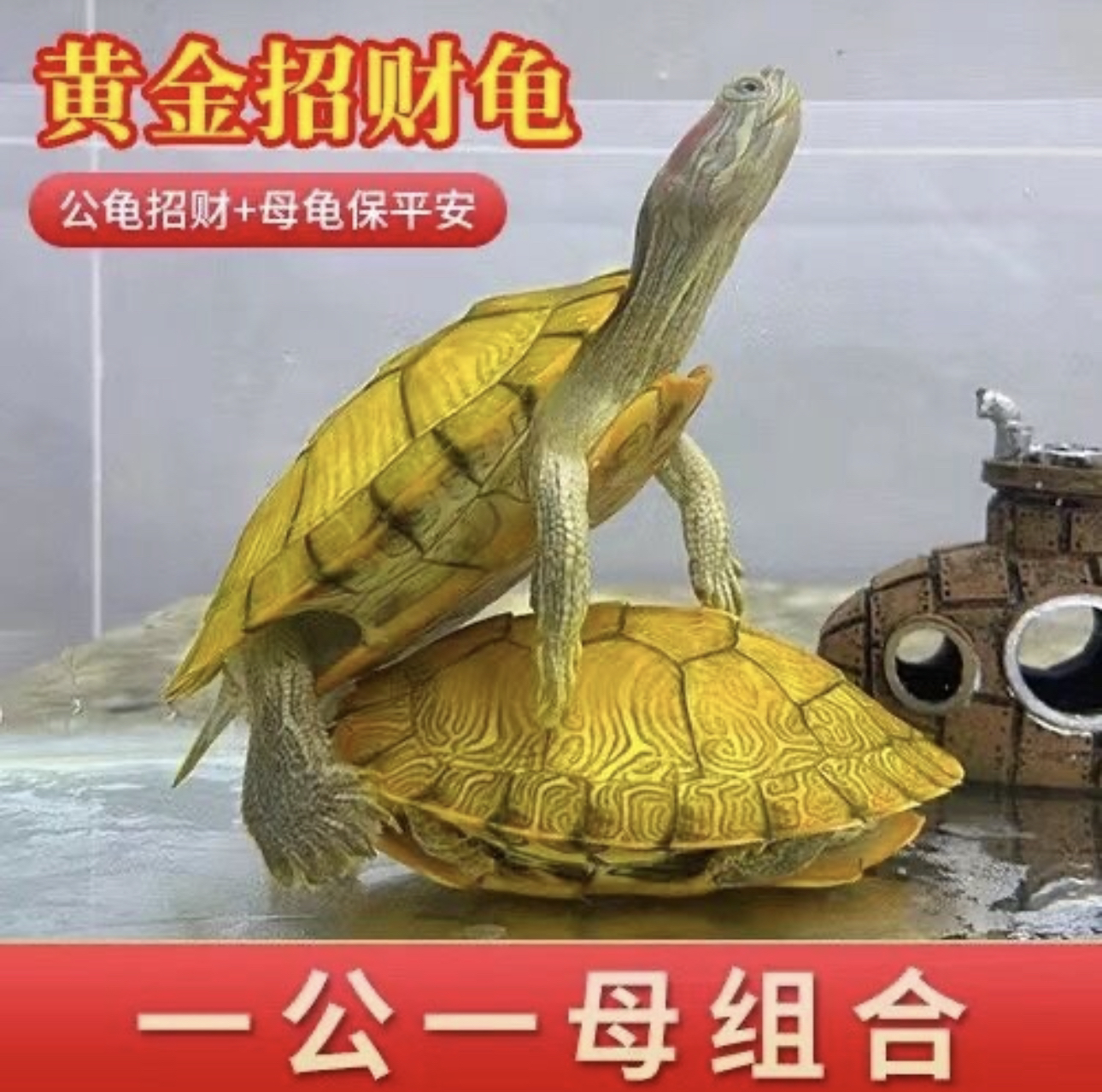 黄金龟招财龟巴西龟情侣乌龟小乌龟活物宠物观赏长寿活体乌龟