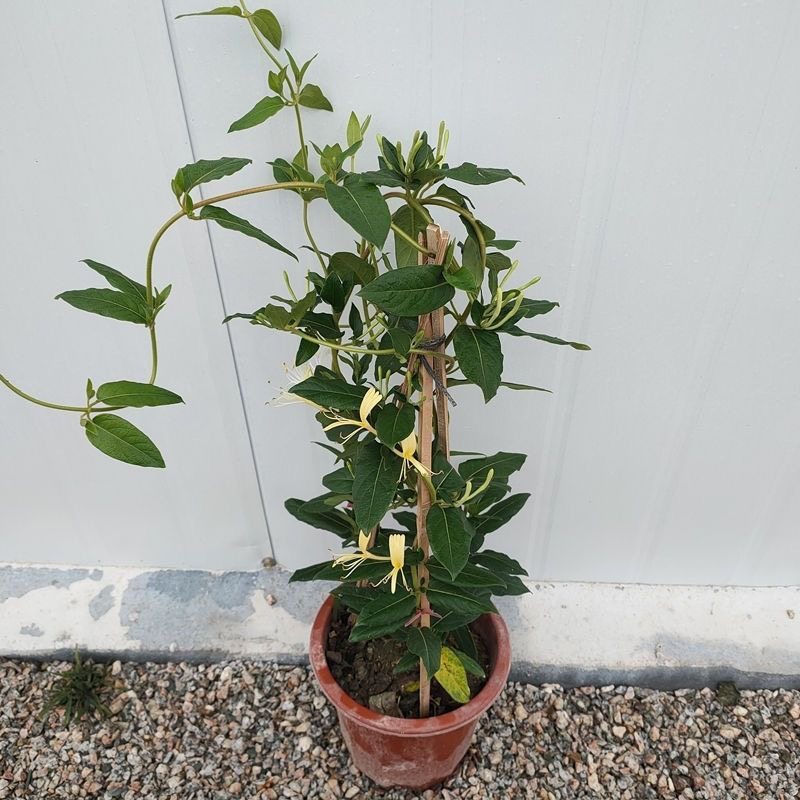 四季开花金银花家用食用药用黄白金银花树苗盆栽爬藤植物带土发货