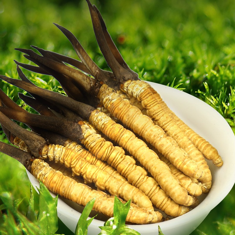 【1.0到1.2】【买100根发120根】头期鲜草西藏直发妹新鲜新草冬虫夏草
