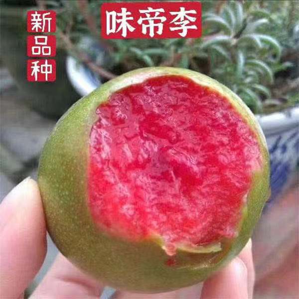 3年苗买一送一特大青皮红心李子树苗嫁接味帝李子树苗南北方种植